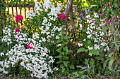 Sumpf-Schafgarbe oder Bertrams Garbe (Achillea ptarmica), Hohe Flammenblume (Phlox paniculata) und Vexiernelke (Lychnis coronaria)