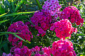 Hohe Flammenblume (Phlox paniculata)
