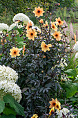 Schneeballhortensie (Hydrangea arborescens 'Annabelle') und Dahlie (Dahlia 'Mystic Spirit')