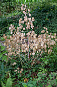 Annual silverleaf (Lunaria annua)