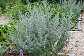 Echter Wermut (Artemisia absinthium)