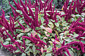 Garten-Fuchsschwanz (Amaranthus caudatus)