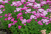 Schafgarbe (Achillea millefolium 'Lilac Beauty')