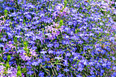 Fächerblume (Scaevola 'Farol Blue 13') und Männertreu (Lobelia erinus 'Basket Dark Blue')