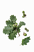 Downy oak (Quercus pubescens) with leaves and acorns