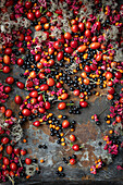 Autumn still life with fruits of the peony, rosehip and privet