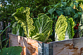 Chinese cabbage (Brassica rapa subsp. pekinensis) in the raised bed in the garden