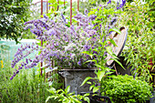 Catmint (Nepeta) flowering in a rusty metal tub in the garden