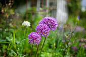 Giant Alium (Allium giganteum) in the flowering garden