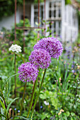 Giant Alium (Allium giganteum) in the flowering garden