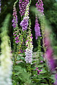 Fingerhut (Digitalis) im sommerlichen Garten