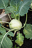 Kohlrabi (Brassica oleracea var. gongylodes) in a raised bed