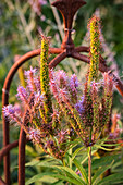Kandelaber-Ehrenpreis (Veronicastrum virginicum) im Garten