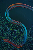 Nematode worm, light micrograph