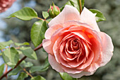 Rose (Rosa 'Abraham Darby')