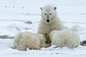 Female polar bear nursing its cub