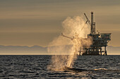 Humpback whale swimming and spouting