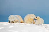 Mother polar bear sleeping while its two cubs play
