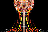 Vertebral arteries, illustration