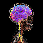Vertebral arteries, illustration