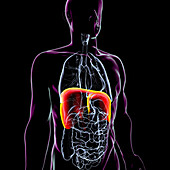 Human body with highlighted diaphragm, illustration