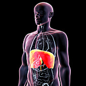 Human body with highlighted diaphragm, illustration