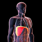 Human body with highlighted diaphragm, illustration