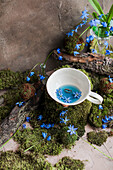 Blue flower tea