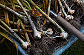 Freshly harvested garlic