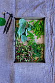 Edible herbs - Alpine thyme, Mertensia maritima, young fir branches and dill flowers