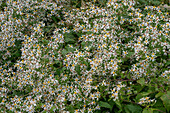 Weiße Waldaster (Aster divaricatus)