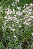 Großes Perlkörbchen (Anaphalis margaritacea)