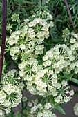 Verbene 'Apple Green'