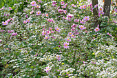 Herbstanemone (Anemone hupehensis 'Serenade') und weiße Waldaster (Aster divaricatus)