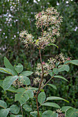 Kalifornische Aralie (Aralia californica)