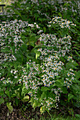 Weiße Waldaster (Aster divaricatus 'Tradescant')
