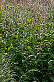 Bistorta amplexicaulis 'Alba'