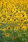Coneflower (Rudbeckia 'American Gold Rush')