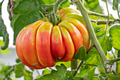 Beefsteak tomato