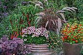 Rote Lampenputzergras, Kapkörbchen (Osteospermum 'Pop Eyes') gelbe und rote Chili, Lampionblume und Hohe Fetthenne (Sedum 'Black Knight')