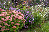 Stonecrop (Sedum 'Herbstfreude'), bushy aster (Aster dumosus 'Pacific Amaranth') and Gaura