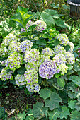 Bauernhortensie (Hydrangea macrophylla)
