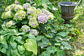 Bauernhortensie (Hydrangea macrophylla)