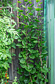 Malabarspinat (Basella alba) aufgeleitet und Tomaten