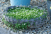 Australische Scheinlobelie (Isotoma fluviatilis 'White Splash'),  Weißer Bubikopf