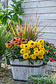 Roter Scheinsonnenhut (Echinacea purpurea), Sonnenauge (Heliopsis scabra 'Goldgrünherz'), Fleißiges Lieschen (Impatiens walleriana) und japanisches Blutgras (Hakonechloa macra 'Red Baron') im Holzkübel