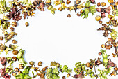 Hazelnuts arranged as a frame on a white background