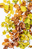 Verschiedene Herbstblätter von Haselnuss, Feldahorn und Rotbuche auf weißem Hintergrund
