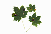 Blätter des Spitzahorns (Acer platanoides) mit Teerfleckenkrankheit