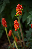 Orange Früchte des Italienischen Aronstabs (Arum italicum)